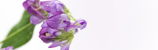 Bakuchiol: The Key to Age-Defying Beauty Ingredient