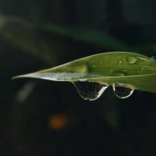 Monsoon Essentials