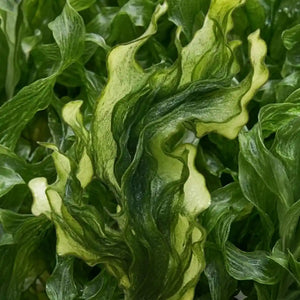 Algae Extract