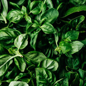 Basil