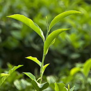 Green Tea Extract
