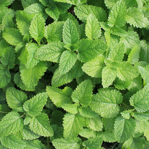 Mint Extract