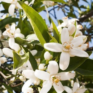 Neroli