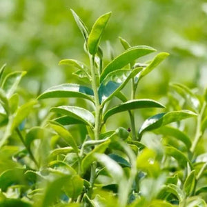Tea Tree Oil