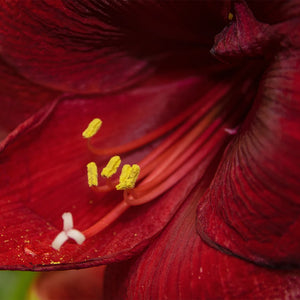 Hibiscus Extract